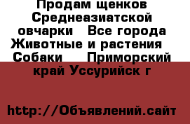 Продам щенков Среднеазиатской овчарки - Все города Животные и растения » Собаки   . Приморский край,Уссурийск г.